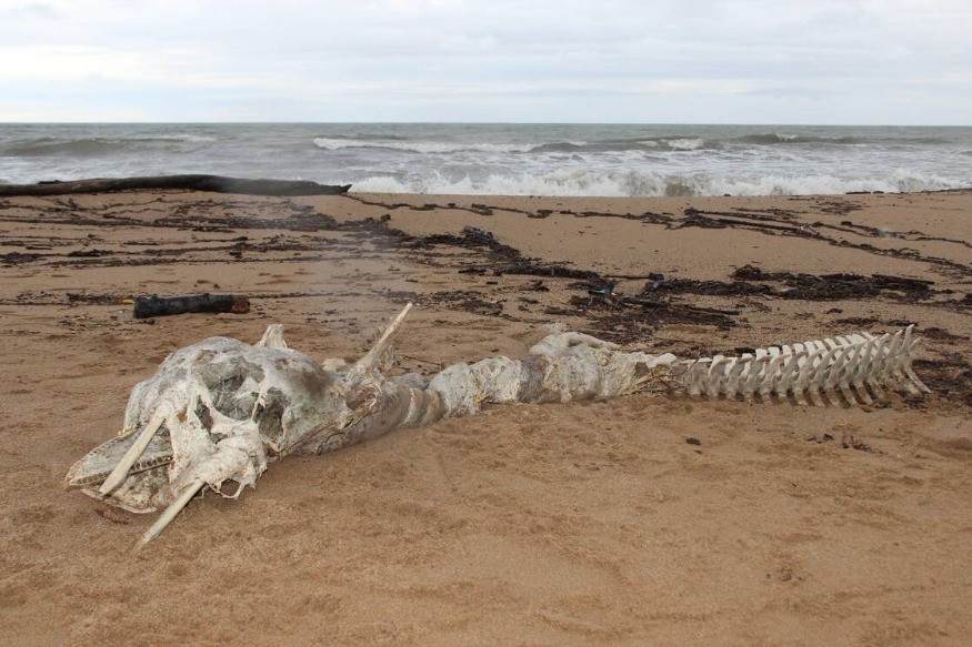 Une étrange carcasse de deux mètres de long découverte sur une plage à Fréjus